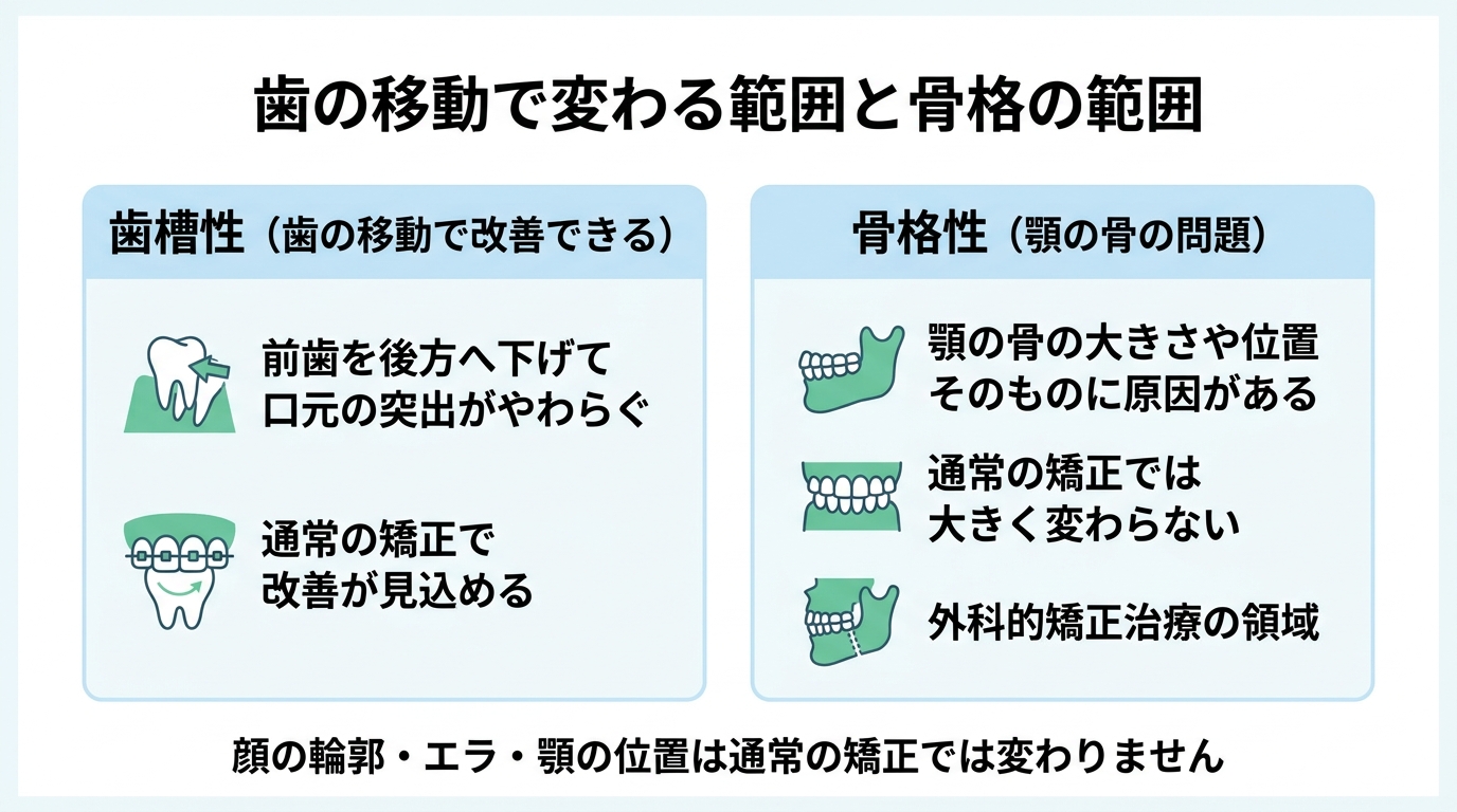 歯科矯正で横顔が変わる仕組み｜「歯が動く範囲」と「骨格の範囲」を分けて理解する