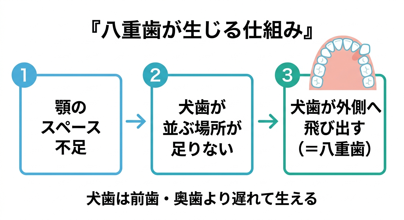 八重歯になる主な原因